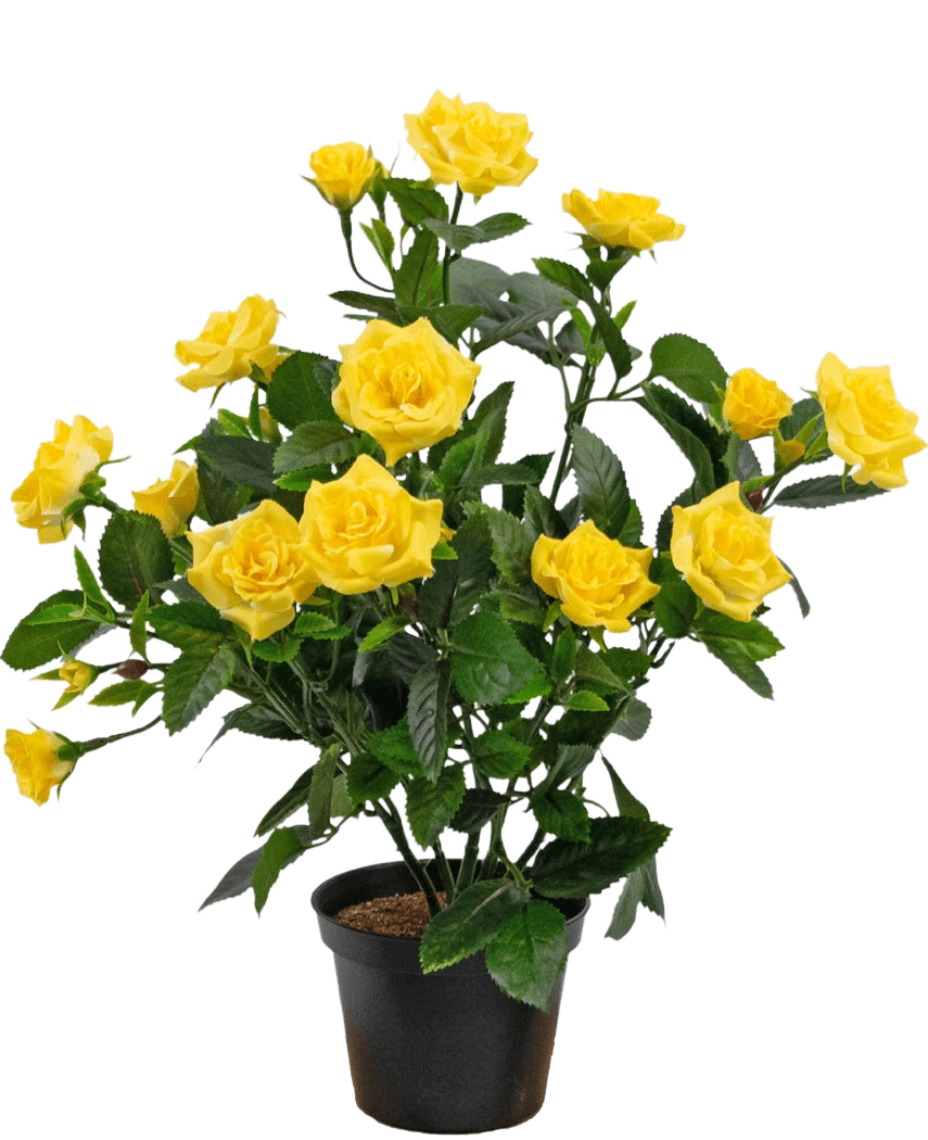 Die Kunstpflanze Mini Rose UV 35 cm Gelb ist eine künstliche Topfpflanze mit mehreren Stielen leuchtend gelber Rosen und grünen Blättern, die in einem kleinen schwarzen Behälter vor einem einfachen Hintergrund präsentiert wird.