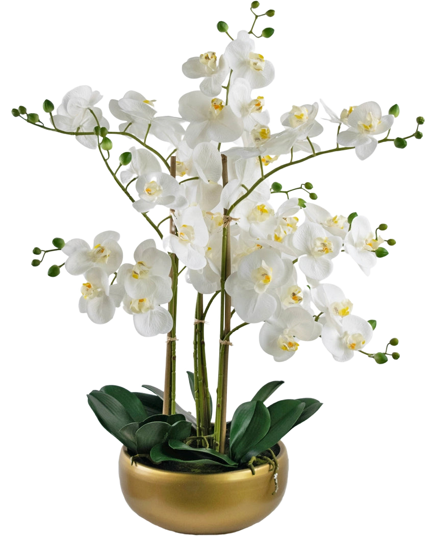 Die künstliche Orchidee Real Touch 50 cm weiß hat lebensechte weiße Orchideen mit gelben Herzen und grünen Knospen, alle mit grünen Blättern in einem stilvollen Goldtopf arrangiert.