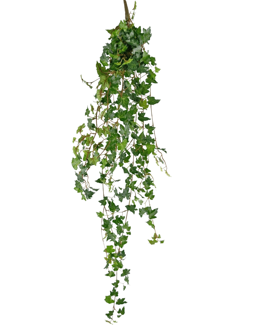 Die künstliche Hängepflanze Efeu Deluxe 120 cm grün hat lange, grüne Ranken mit herzförmigen Blättern, perfekt, um vor einem schlichten weißen Hintergrund einen Hauch natürlicher Schönheit zu verleihen.