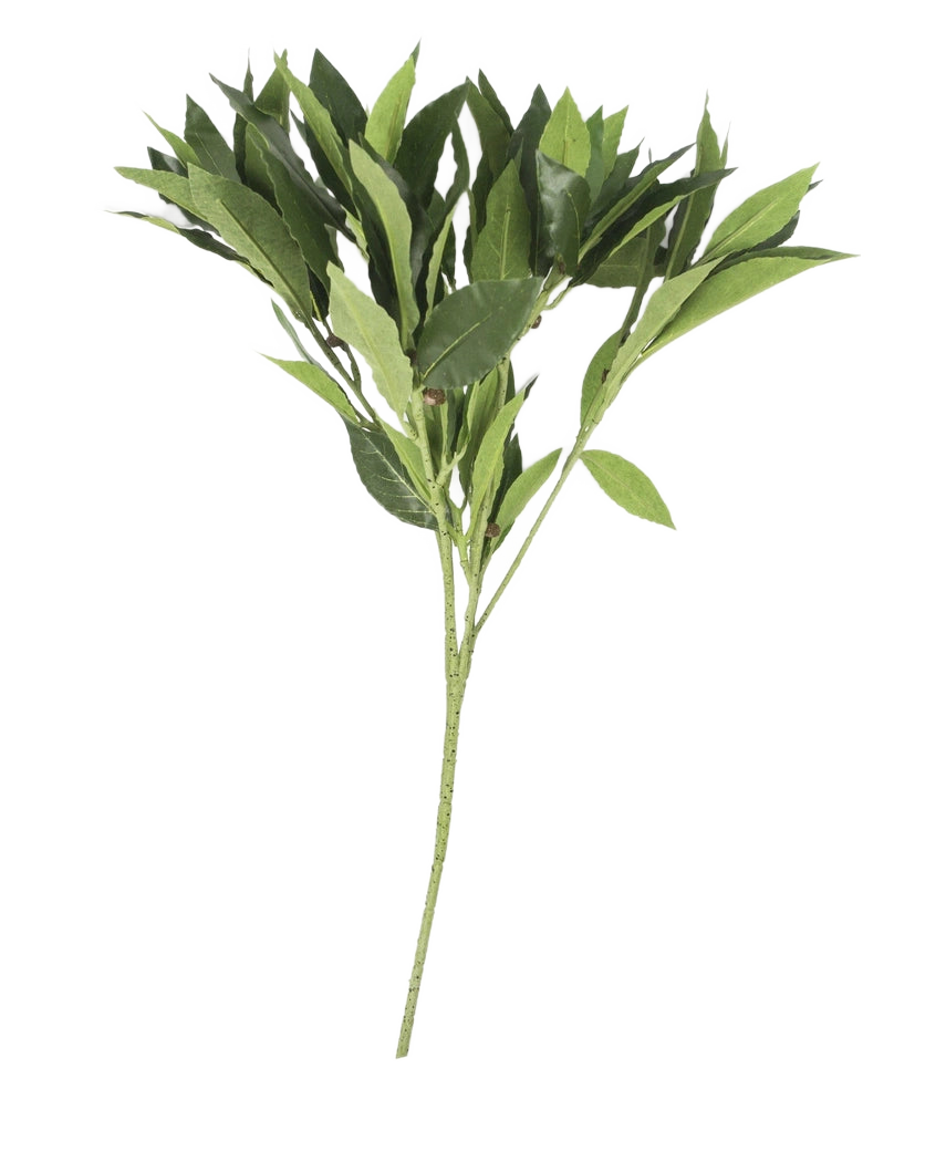 Das künstliche Lorbeerblatt 50 cm grün hat mehrere Stiele mit spitzen Blättern, wunderschön detailliert und kunstvoll, isoliert auf einem schlichten weißen Hintergrund präsentiert.