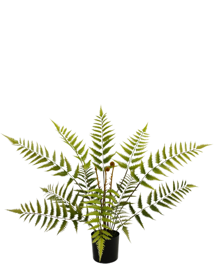 Die künstliche Farnpflanze 68 cm hat lange, federleicht grüne Farnblätter und wird in einem kompakten schwarzen Topf geliefert, hier vor einem schlichten weißen Hintergrund.