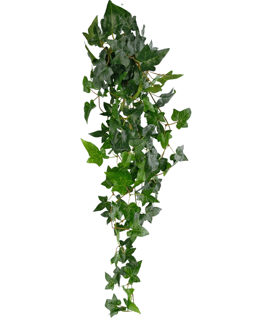 Die künstliche Hängepflanze Ivy Boston 100 cm grün hat üppig grüne, spitze Blätter an langen, dünnen Stielen, die einen realistischen Efeu-Effekt vor einem schlichten weißen Hintergrund erzeugen.