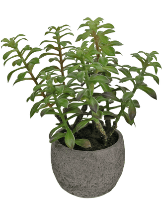 Künstliche Sukkulente im Ziertopf 31 cm – Easyplants Deutschland
