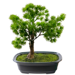 Künstlicher Bonsai