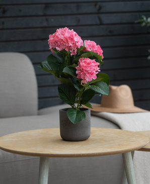 De Kunstplant Hortensia Roze UV 35 cm staat op een ronde houten tafel, met een grijze fauteuil, beige hoed en donkere houten muur op de achtergrond.