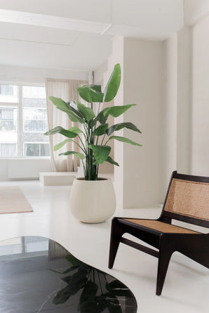De Kunstplant Strelitzia Real Touch Deluxe 180 cm staat op een witte vloer in een lichte, minimalistische woonkamer met witte muren, transparante ramen en een donkere houten stoel met een geweven zitting en rugleuning.