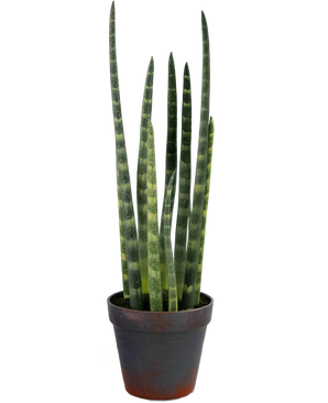 Künstliche Sansevieria Cylindrica 43 cm