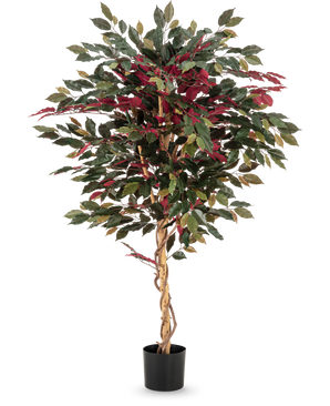 De Kunstplant Ficus groen/rood 150 cm heeft een gedraaide lichtbruine stam, groene en bordeauxrode bladeren en wordt geleverd in een zwarte pot - ideaal als opvallende kamerplant tegen een witte achtergrond.