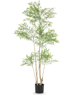 Die Kunstpflanze Ruscus 180 cm ist eine hohe Kunstpflanze mit mehreren schlanken Stämmen und zahlreichen kleinen grünen Blättern, die in einem einfachen schwarzen Topf vor einem weißen Hintergrund präsentiert wird.