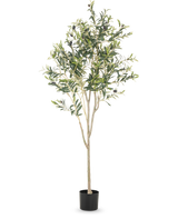 De Kunst Olijfboom 180 cm heeft meerdere slanke takken en groene bladeren in een eenvoudige zwarte pot, tegen een effen witte achtergrond - een elegant decoratief accent voor elke ruimte.