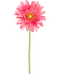Künstliche Gerbera 55 cm rosa
