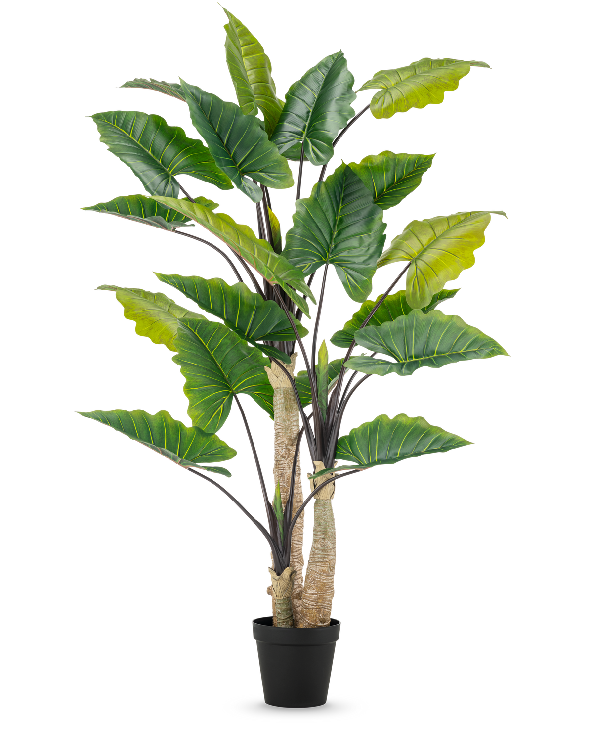 Die Kunstpflanze Alocasia 240 cm ist eine hohe Kunstpflanze mit großen grünen Blättern und mehreren Stielen in einem schwarzen Topf vor einem schlichten weißen Hintergrund.