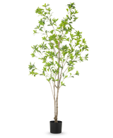 De Kunstplant Pieris Japonica 180 cm is een hoge kunstboom in pot met meerdere slanke bruine stammen en weelderige groene bladeren tegen een effen witte achtergrond.