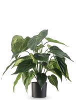 De Kunstplant Alocasia UV 51 cm heeft grote, glanzende, hartvormige bladeren en staat in een strakke zwarte bak tegen een effen witte achtergrond.