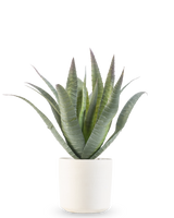Die künstliche Agave 30 cm im dekorativen Topf hat eine grüne Sukkulente mit langen, spitzen Blättern, die nach oben wachsen, präsentiert in einem einfachen weißen, strukturierten Topf vor einem schlichten weißen Hintergrund.