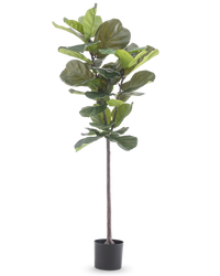 Ficus-Tabak-Pflanze Deluxe 155 cm