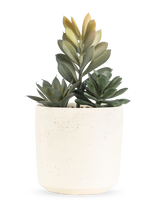 De Kunst vetplant 20 cm heeft een compacte vetplant met weelderige groene bladeren in een eenvoudige pot met gebroken witte textuur, tegen een effen witte achtergrond.