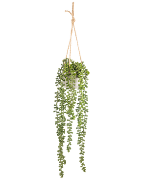 De Kunst hangplant Senecio in pot 55 cm heeft lange groene hangende stengels met ronde bladeren, hangend in een witte pot aan een tan touw, perfect om groen toe te voegen aan elke ruimte.