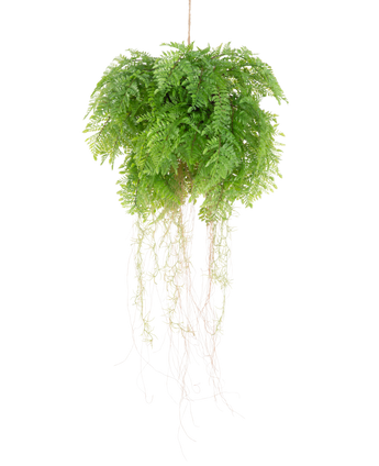Künstliche Hängepflanze Farn mit Wurzeln d55 cm – Easyplants Deutschland