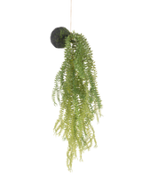 De Kunst hangplant Phlegmariurus bal 50 cm heeft groene varenbladeren aan een met mos bedekte ronde basis, opgehangen aan een touwtje tegen een witte achtergrond.