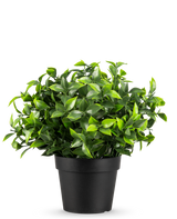 De Kunstplant Photonia in pot UV 22 cm heeft kleine, puntige groene bladeren in een eenvoudige zwarte pot, tegen een effen witte achtergrond.