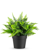 De Kunstplant Varen in pot UV 23 cm heeft een levensechte groene varen met gevederde bladeren in een eenvoudige zwarte pot, tegen een witte achtergrond.