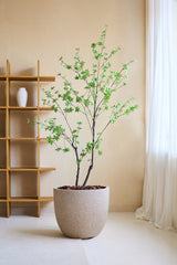 Die Kunstpflanze Enkianthus 180 cm, ein naturgetreuer Kunstbaum mit grünen Blättern in einem großen beigen Pflanzgefäß voller brauner Steine, steht in einem minimalistischen Raum mit Holzregal, weißer Vase, cremefarbenen Wänden und transparenten weißen Vorhängen.