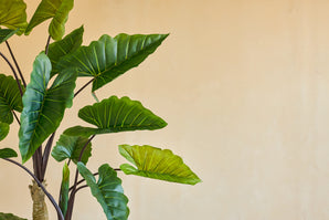 De Kunstplant Calocasia 210 cm heeft grote groene bladeren met zichtbare nerven op donkere stelen, die tegen een effen beige muur staan voor een eenvoudige, natuurlijke uitstraling binnenshuis.