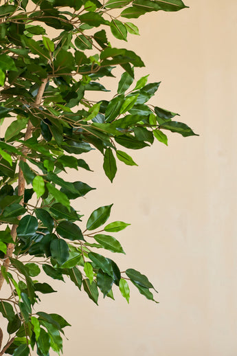 Eine Nahaufnahme der Kunstpflanze Ficus Green 180 cm mit schlanken Zweigen in einem dekorativen Topf vor einem schlichten beigen Hintergrund.
