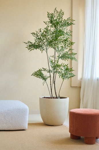 Die Kunstpflanze Ruscus 180 cm mit schlanken Zweigen und grünen Blättern steht auf einem beigen Boden neben einem weißen Struktursofa und einem runden Terrakotta-Fußhocker in einem sanft beleuchteten Raum mit cremefarbenen Wänden und transparenten weißen Vorhängen.