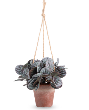 De Kunstplant Rugose blad (18 cm) is een kunstplant met ronde, bladgroene bladeren in een rustiek grijze hangpot, opgehangen aan een tan touwhanger, tegen een effen witte achtergrond.