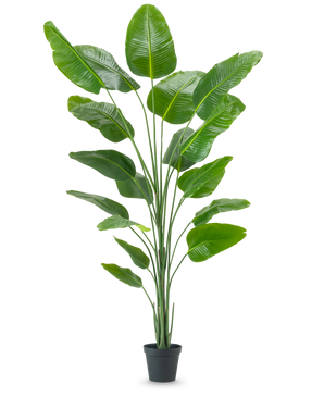 De Kunstplant Strelitzia 240 cm real touch heeft grote, glanzende groene bladeren in een zwarte pot, tegen een effen witte achtergrond.