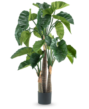 Een Kunstplant Alocasia 150 cm heeft brede groene bladeren en drie dikke bruine stammen in een eenvoudige zwarte cilindrische pot, afgebeeld tegen een witte achtergrond.