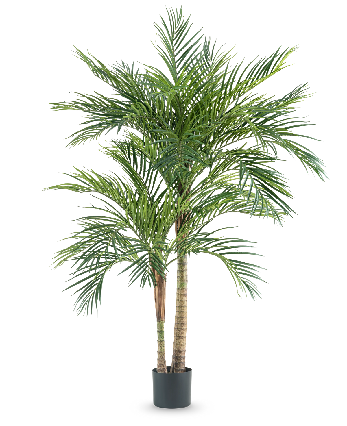 Die Kunstpflanze Areca 180 cm ist eine hohe Kunstpalme mit mehreren schlanken Stämmen und langen grünen Blättern, in einem schlichten schwarzen Topf vor weißem Hintergrund.