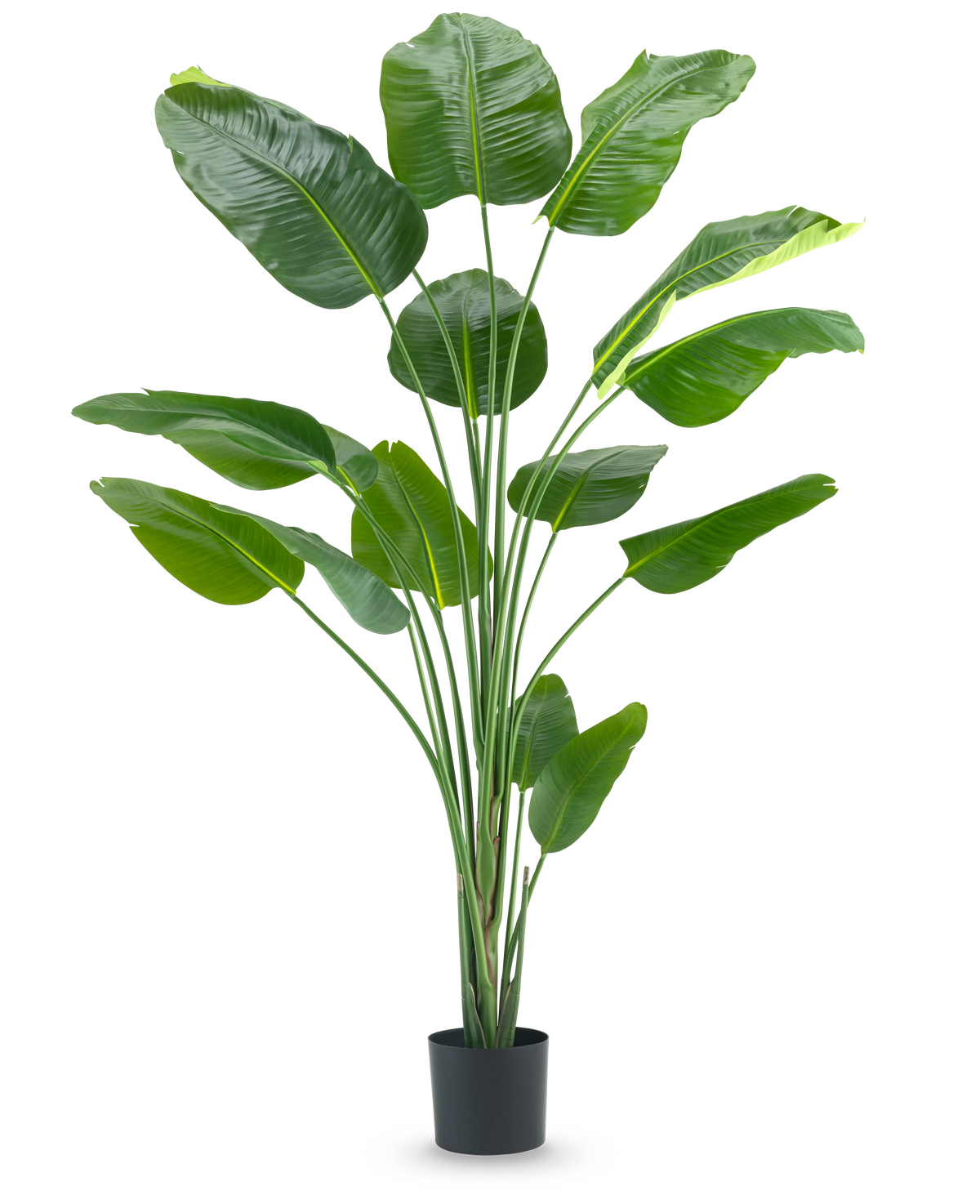 Die Kunstpflanze Strelitzia 210 cm Real Touch hat lange, schlanke Stängel und große, glänzend grüne Blätter vor einem schlichten weißen Hintergrund.