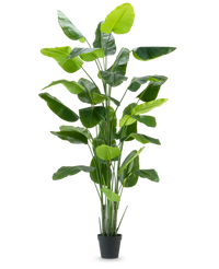 Kunstpflanze Strelitzia Real Touch Deluxe 300 cm