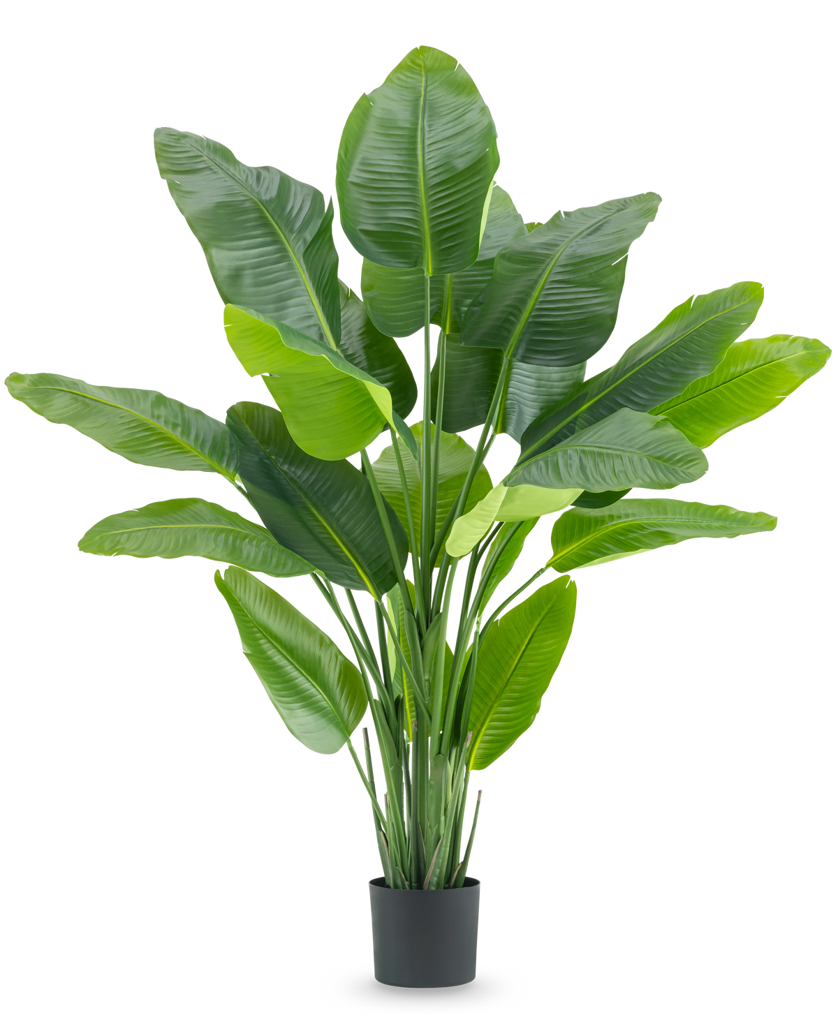Die Kunstpflanze Strelitzia Real Touch Deluxe 180 cm ist eine hohe Kunstpflanze mit großen, glänzend grünen Blättern wie ein tropischer Paradiesvogel, in einem schlichten schwarzen Topf vor weißem Hintergrund.