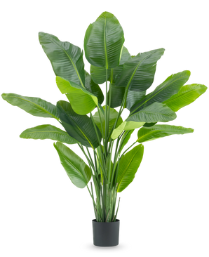 De Kunstplant Strelitzia Real Touch Deluxe 180 cm is een hoge kunstplant met grote, glanzende groene bladeren als een tropische paradijsvogel, in een eenvoudige zwarte pot tegen een witte achtergrond.