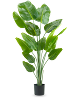 Die Kunstpflanze Strelitzia 180 cm Real Touch ist eine hohe, grüne Kunstpflanze mit langen Stielen und großen, glänzenden Blättern, die vor einem schlichten weißen Hintergrund an einen Paradiesvogel erinnern.