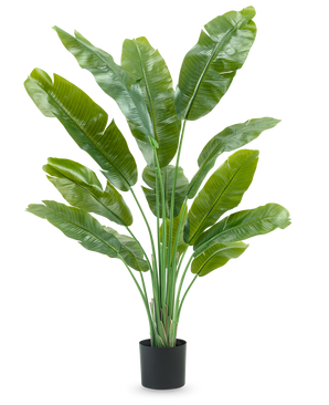 De Kunstplant Strelitzia Nicolai Deluxe 165 cm heeft hoge, brede groene bladeren in een zwarte pot, tegen een witte achtergrond - perfect als groene kunstplant voor je interieur.