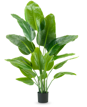 De Kunstplant Strelitzia Real Touch Deluxe 150 cm heeft hoge stelen met grote, glanzend groene bladeren, in een eenvoudige zwarte pot tegen een effen witte achtergrond.