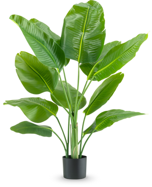 De Kunstplant Strelitzia Real Touch Deluxe 120 cm heeft brede, glanzend groene bladeren op lange stelen, in een eenvoudige zwarte pot en tegen een effen witte achtergrond.