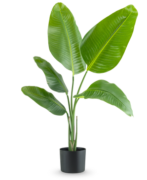 De Kunstplant Strelitzia 90 cm real touch heeft brede, glanzend groene bladeren en wordt geleverd in een eenvoudige zwarte pot, tegen een effen witte achtergrond.