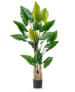 De Kunstplant Calocasia 210 cm heeft lange, stevige stelen en grote groene tropische bladeren, gerangschikt in een zwarte pot tegen een effen witte achtergrond.