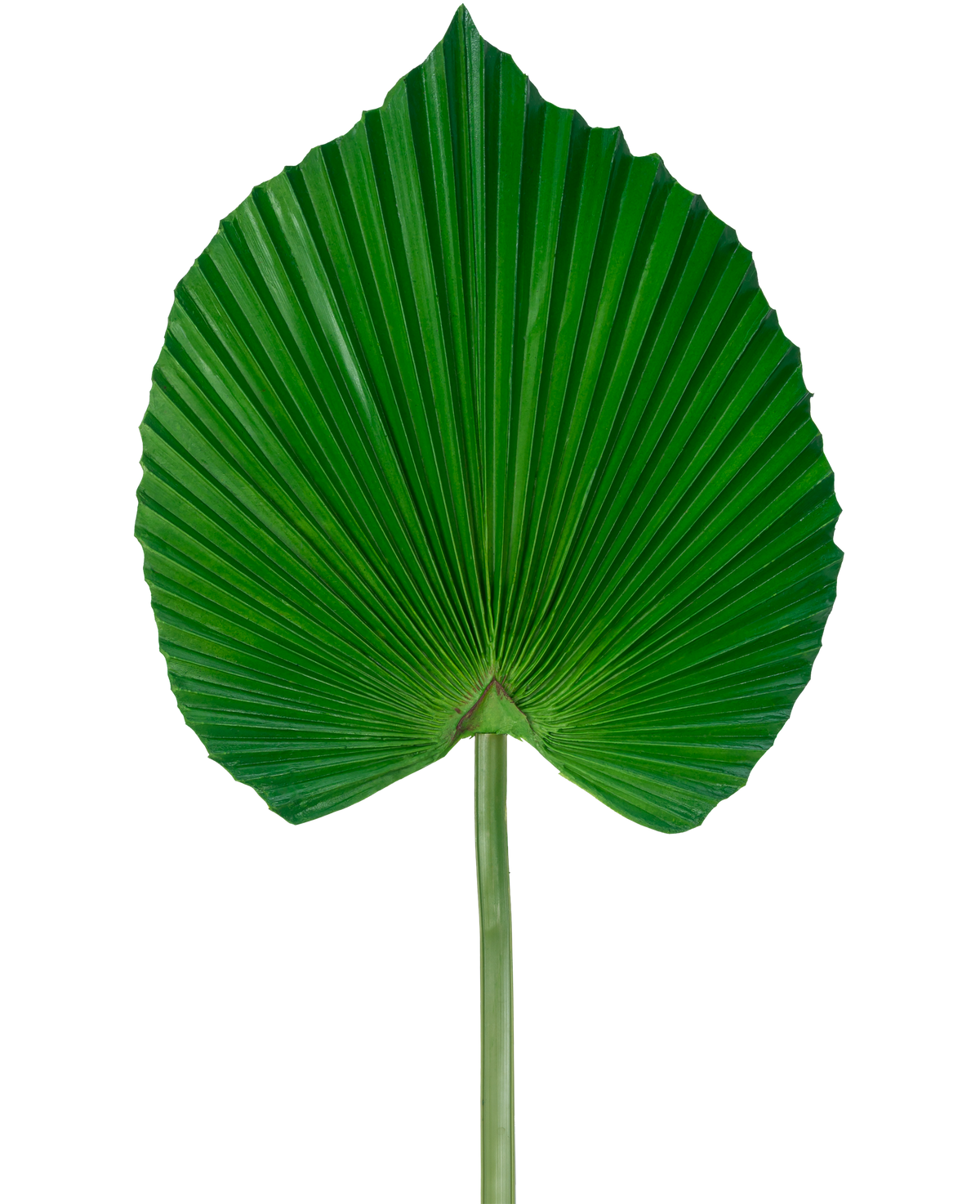 Das künstliche Blatt 73 cm ist ein künstliches grünes Palmblatt mit einem fächerförmigen, plissierten Design mit langem Stiel vor einem schlichten weißen Hintergrund.