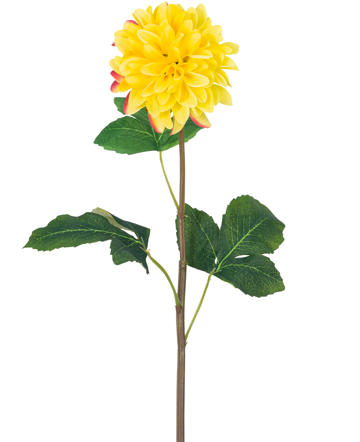 Die künstliche Blumen-Dahlie Real Touch Yellow 73 cm ist eine einzelne gelbe Dahlie mit runden Blütenblättern und roten Akzenten, einem langen grünen Stiel und einer Reihe großer grüner Blätter vor einem weißen Hintergrund.