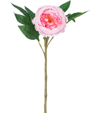 De Kunstpioen Real Touch Roze 58cm is een kunstroze pioenroos met gelaagde bloemblaadjes, een geel hart, groene bladeren en een lange bruine steel, afgebeeld tegen een effen witte achtergrond.