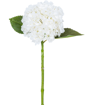 De Kunsthortensia "Annabelle" Real Touch Wit 55cm heeft een enkele witte hortensiabloem met een ronde tros bloemblaadjes, twee grote groene bladeren en een lange groene steel, tegen een effen witte achtergrond.