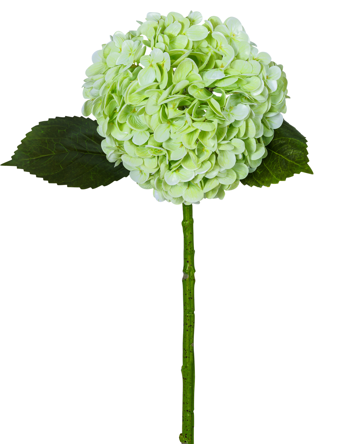 Die künstliche Hortensie „Annabelle“ Real Touch Green 55 cm hat eine einzelne hellgrüne Hortensienblüte mit einem runden Blütenstand, zwei dunkelgrünen Blättern und einem langen Stiel, alle isoliert auf einem weißen Hintergrund.