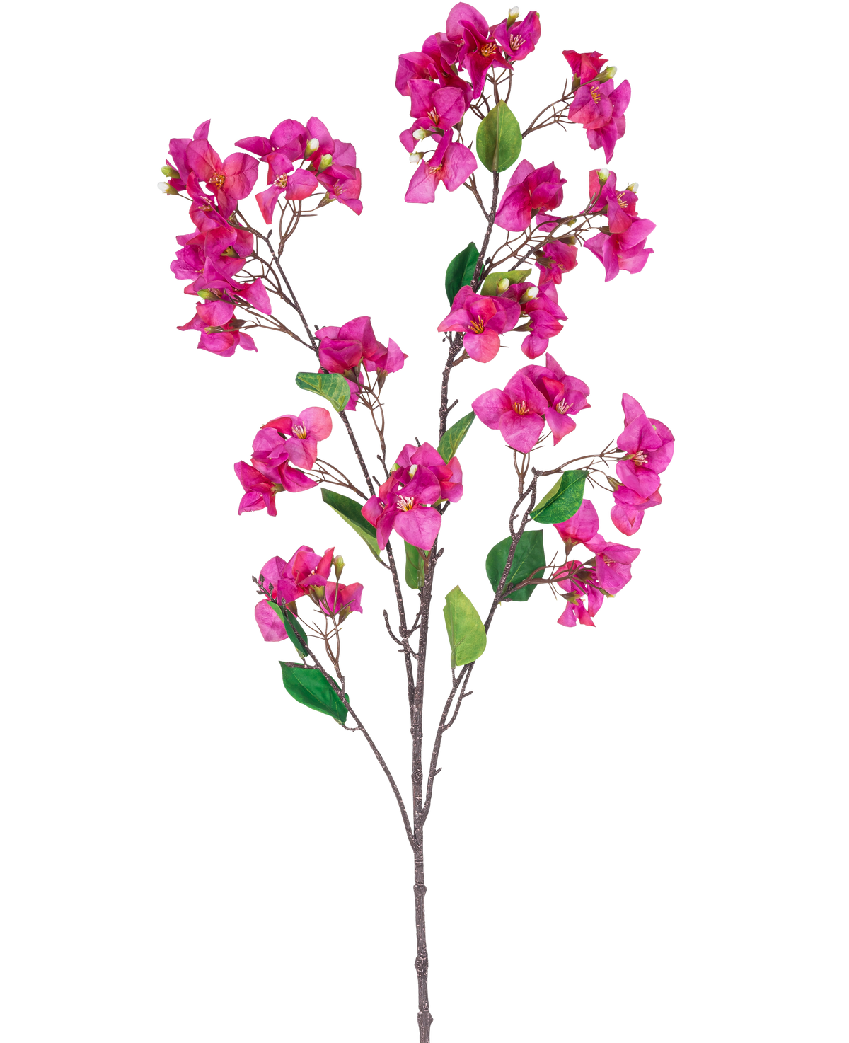 Ein 120 cm großer violetter Bougainvillea-Zweig mit mehreren Büscheln leuchtend violetter Blüten und grünen Blättern vor einem weißen Hintergrund.
